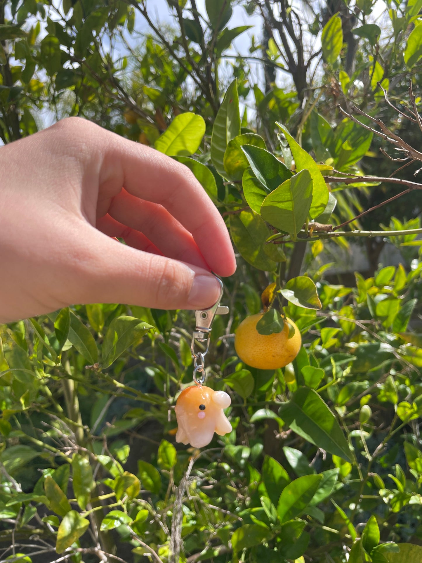 Mikan the Dumbo Octopus